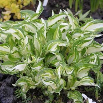 Хоста Hosta ‘Kiwi Spearmint’